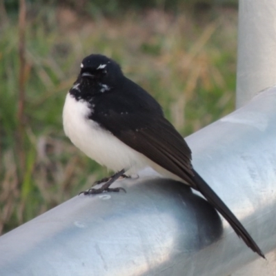 Rhipidura leucophrys (Willie Wagtail) at Coombs Ponds - 18 Apr 2017 by michaelb