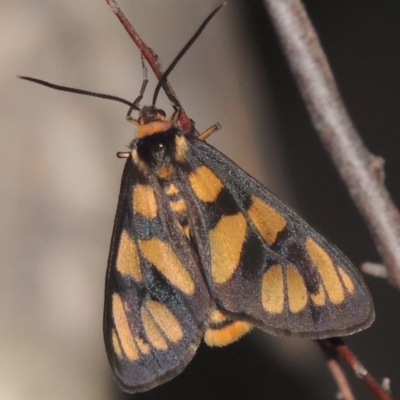 Amata (genus) (Handmaiden Moth) at Tennent, ACT - 11 Jan 2015 by MichaelBedingfield