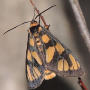 Amata (genus) at Tennent, ACT - 11 Jan 2015