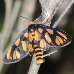 Amata (genus) (Handmaiden Moth) at Tennent, ACT - 17 Jan 2015 by MichaelBedingfield