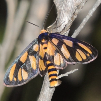 Amata (genus) (Handmaiden Moth) at Namadgi National Park - 17 Jan 2015 by michaelb