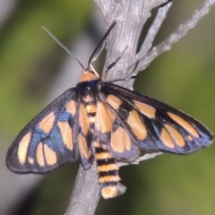 Amata (genus) at Tennent, ACT - 17 Jan 2015 08:54 PM