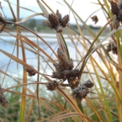 Bolboschoenus fluviatilis (Marsh Club-rush) at Coombs Ponds - 18 Apr 2017 by michaelb