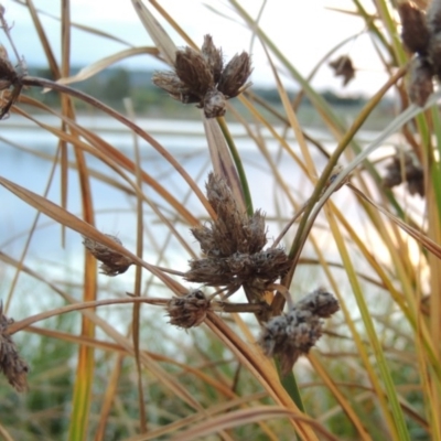 Bolboschoenus fluviatilis (Marsh Club-rush) at Coombs Ponds - 18 Apr 2017 by michaelb