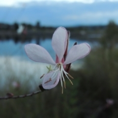 Oenothera lindheimeri (Clockweed) at Coombs, ACT - 18 Apr 2017 by michaelb