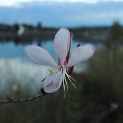 Oenothera lindheimeri (Clockweed) at Coombs Ponds - 18 Apr 2017 by michaelb