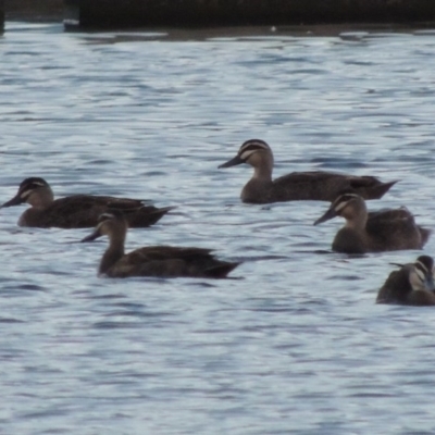 Anas superciliosa (Pacific Black Duck) at Coombs, ACT - 18 Apr 2017 by MichaelBedingfield