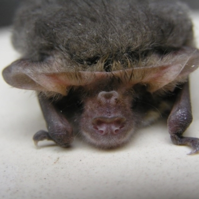 Nyctophilus geoffroyi (Lesser Long-eared Bat) at Gang Gang at Yass River - 23 Apr 2017 by SueMcIntyre