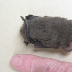 Nyctophilus geoffroyi at Yass River, NSW - 24 Apr 2017