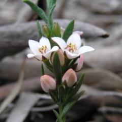 Boronia nana var. hyssopifolia at Gang Gang at Yass River - 6 Nov 2005 by SueMcIntyre