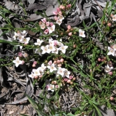 Boronia nana var. hyssopifolia at Yass River, NSW - suppressed