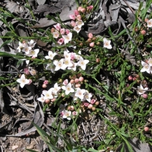 Boronia nana var. hyssopifolia at Yass River, NSW - 6 Nov 2005