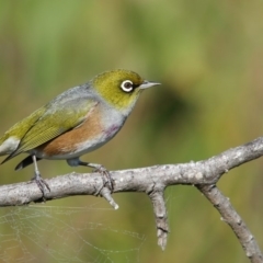 Zosterops lateralis (Silvereye) at Eden, NSW - 18 Apr 2017 by Leo