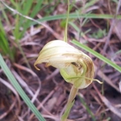 Diplodium ampliatum (Large Autumn Greenhood) at Little Taylor Grasslands - 26 Apr 2017 by RosemaryRoth