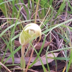 Diplodium ampliatum at Kambah, ACT - 26 Apr 2017