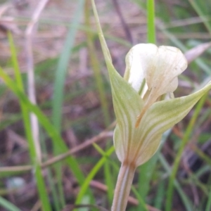 Diplodium ampliatum at Kambah, ACT - 26 Apr 2017