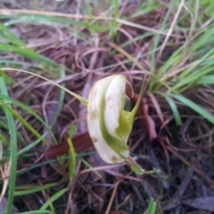 Diplodium ampliatum at Kambah, ACT - 26 Apr 2017