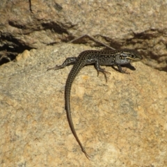 Liopholis whitii (White's Skink) at Tennent, ACT - 24 Apr 2017 by KShort