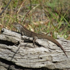 Liopholis whitii (White's Skink) at Namadgi National Park - 24 Apr 2017 by KShort