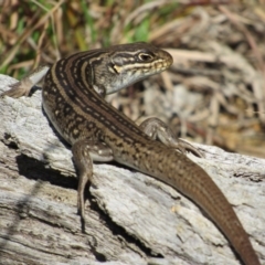 Liopholis whitii at Tennent, ACT - 24 Apr 2017