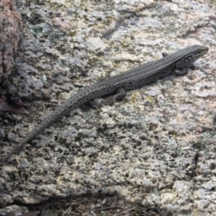 Liopholis whitii (White's Skink) at Namadgi National Park - 24 Apr 2017 by KShort