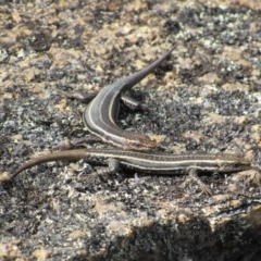 Pseudemoia spenceri (Spencer's Skink) at Tennent, ACT - 24 Apr 2017 by KShort