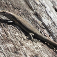 Pseudemoia entrecasteauxii (Woodland Tussock-skink) at Namadgi National Park - 24 Apr 2017 by KShort