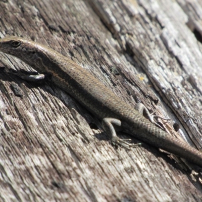 Pseudemoia entrecasteauxii (Woodland Tussock-skink) at Tennent, ACT - 24 Apr 2017 by KShort