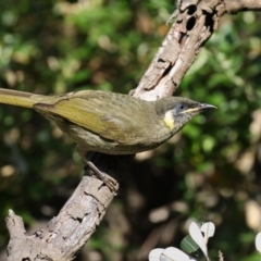 Meliphaga lewinii (Lewin's Honeyeater) at Ben Boyd National Park - 25 Apr 2017 by Leo