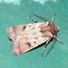 Agrotis porphyricollis (Variable Cutworm) at Conder, ACT - 9 Mar 2015 by michaelb