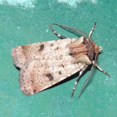 Agrotis porphyricollis (Variable Cutworm) at Conder, ACT - 9 Mar 2015 by MichaelBedingfield