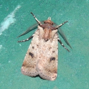 Agrotis porphyricollis at Conder, ACT - 9 Mar 2015