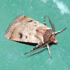 Agrotis porphyricollis at Conder, ACT - 9 Mar 2015 10:56 PM