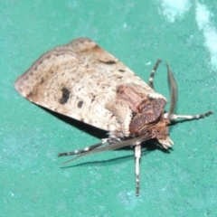 Agrotis porphyricollis at Conder, ACT - 9 Mar 2015 10:56 PM