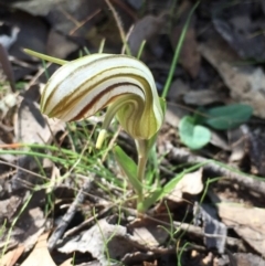 Diplodium truncatum (Little Dumpies, Brittle Greenhood) at Sutton, NSW - 26 Apr 2017 by Whirlwind