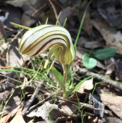 Diplodium truncatum (Little Dumpies, Brittle Greenhood) at QPRC LGA - 26 Apr 2017 by Whirlwind