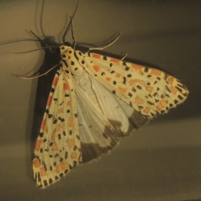 Utetheisa pulchelloides (Heliotrope Moth) at Kambah, ACT - 13 Oct 2015 by michaelb