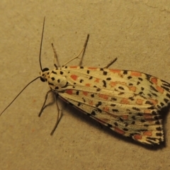 Utetheisa pulchelloides at Kambah, ACT - 13 Oct 2015 08:24 PM