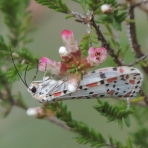 Utetheisa pulchelloides at Tennent, ACT - 20 Oct 2015