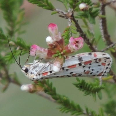 Utetheisa pulchelloides (Heliotrope Moth) at Tennent, ACT - 20 Oct 2015 by MichaelBedingfield