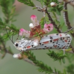 Utetheisa pulchelloides (Heliotrope Moth) at Tennent, ACT - 20 Oct 2015 by michaelb