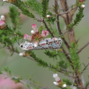 Utetheisa pulchelloides at Tennent, ACT - 20 Oct 2015