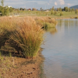 Juncus sp. at Weston Creek, ACT - 24 Apr 2017