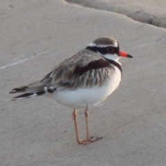 Charadrius melanops (Black-fronted Dotterel) at Coombs, ACT - 24 Apr 2017 by MichaelBedingfield