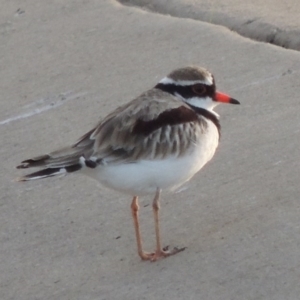 Charadrius melanops at Coombs, ACT - 24 Apr 2017