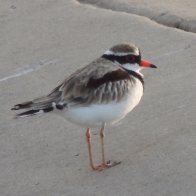 Charadrius melanops (Black-fronted Dotterel) at Coombs Ponds - 24 Apr 2017 by michaelb