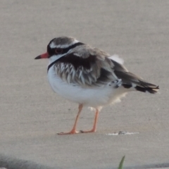 Charadrius melanops at Coombs, ACT - 24 Apr 2017 06:13 PM