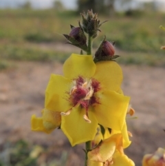 Verbascum virgatum (Green Mullein) at Weston Creek, ACT - 24 Apr 2017 by michaelb