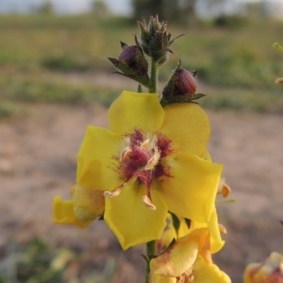 Verbascum virgatum (Green Mullein) at Coombs Ponds - 24 Apr 2017 by michaelb