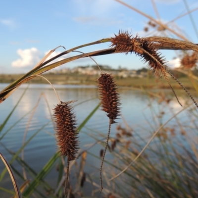 Carex fascicularis (Tassel Sedge) at Weston Creek, ACT - 24 Apr 2017 by michaelb